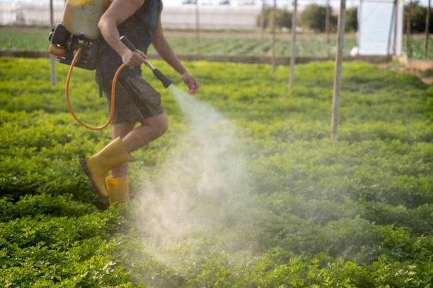 Best Affordable Pest Control Services  in Page, AZ
